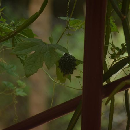Travellers Crib Hotel Auroville Buitenkant foto