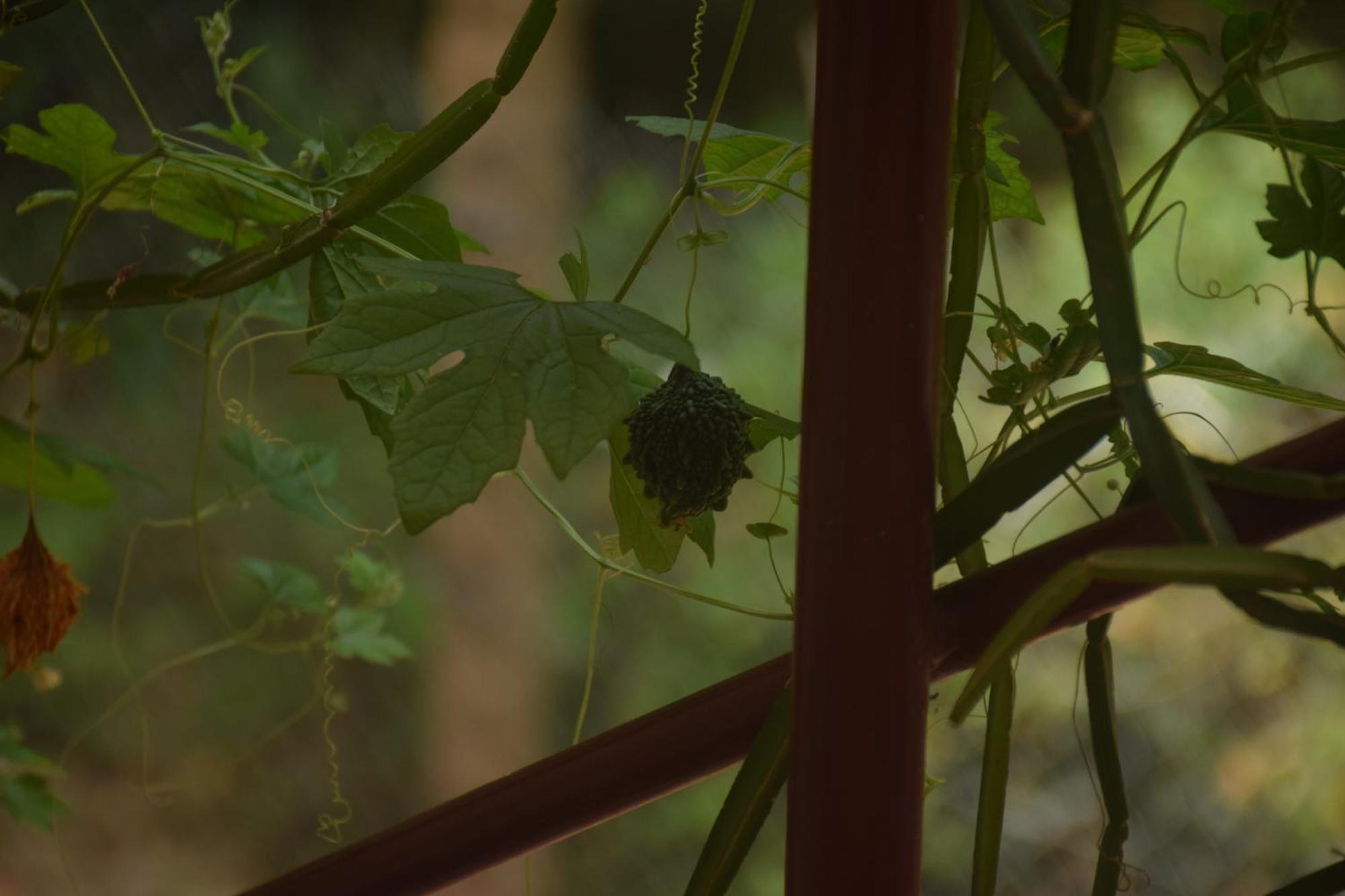 Travellers Crib Hotel Auroville Buitenkant foto
